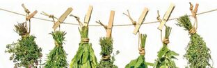 эффективные травы от простатита